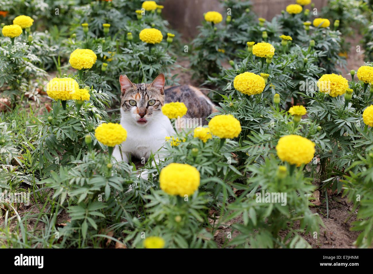 Il gatto si trova nel giardino tra fiori gialli Foto Stock