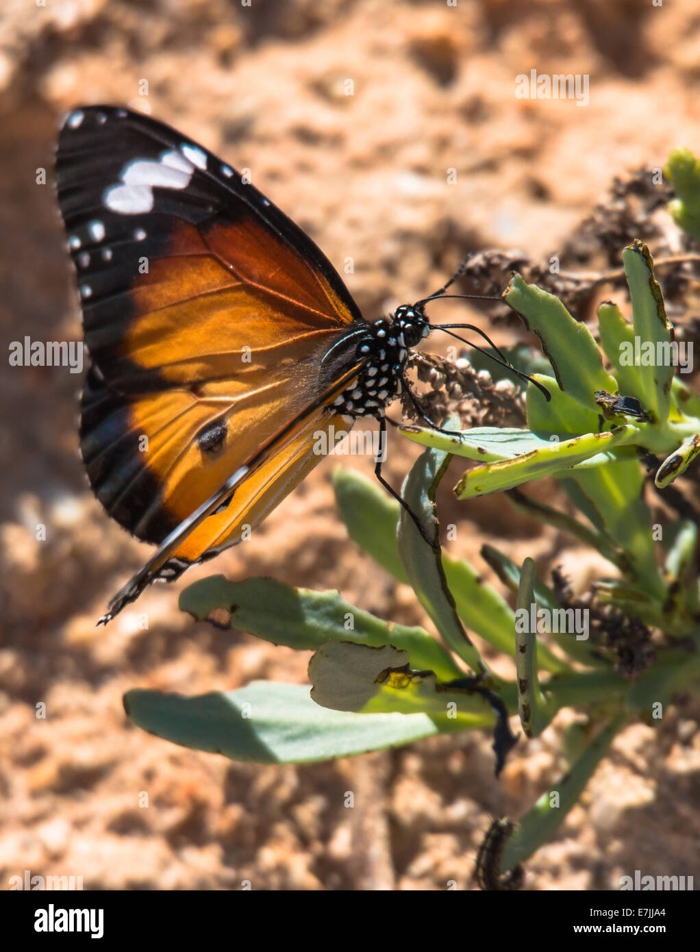 Farfalla monarca, Danaus plexippus Foto Stock