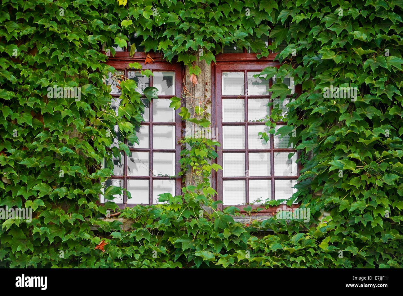 Vecchie finestre in legno coperta da edera verde Foto Stock