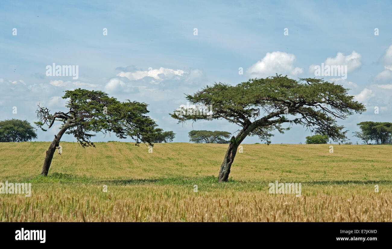 Due alberi sagomato dal vento, su una fattoria africana Foto Stock
