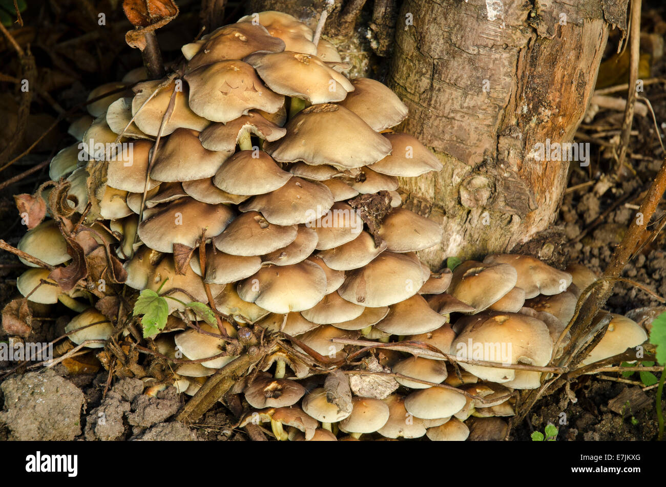Zolfo ciuffo funghi Hypholoma fasciculare Foto Stock