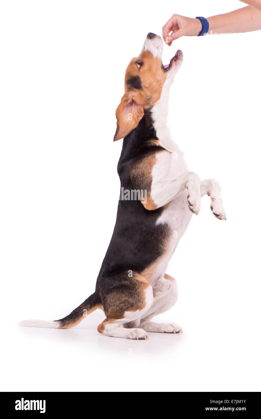 Full-alimentato Beagle, isolato Foto Stock