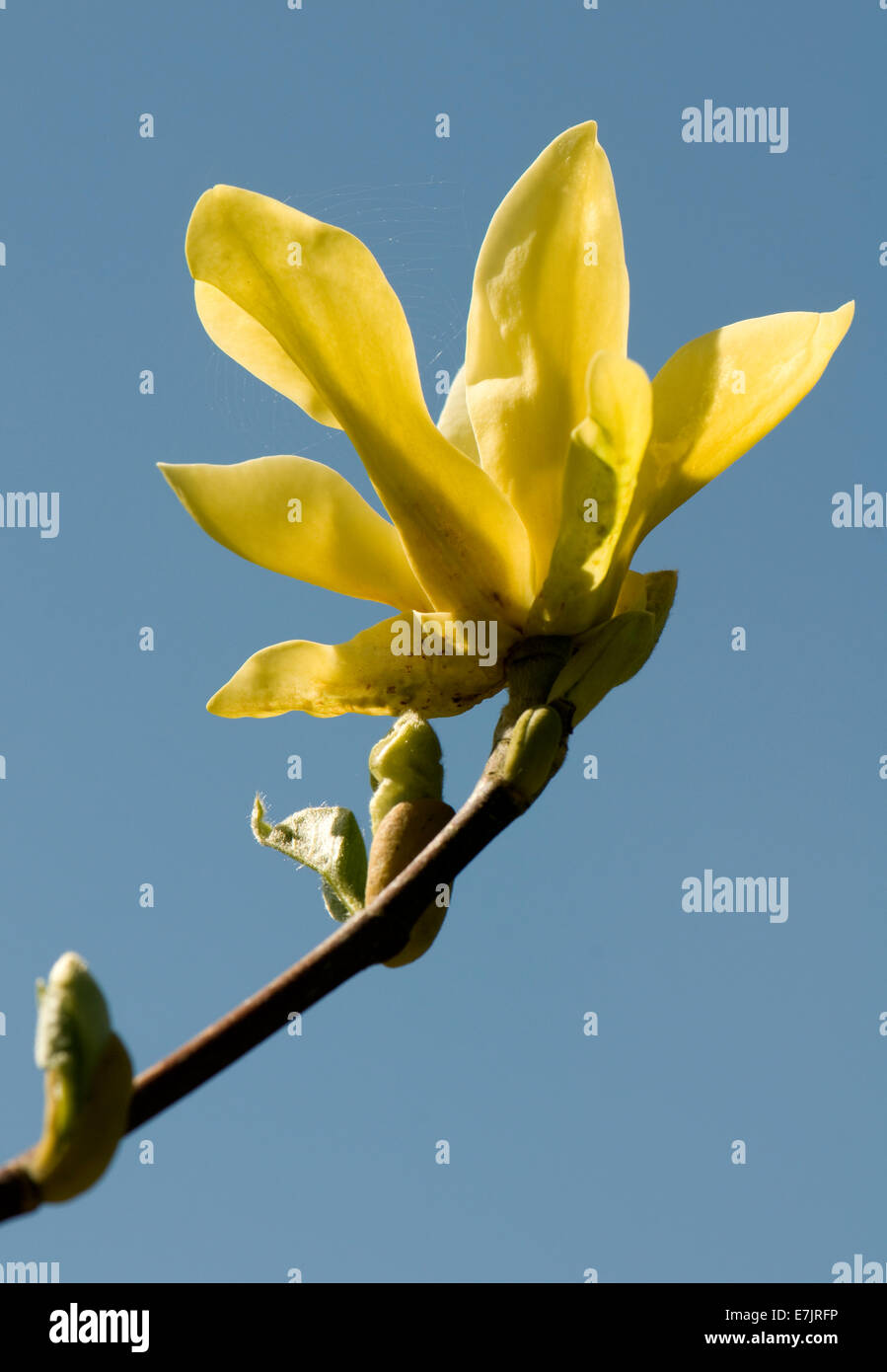 Magnolia 'Golden adoperano' contro il cielo blu. Sir Harold Hillier giardini. Foto Stock