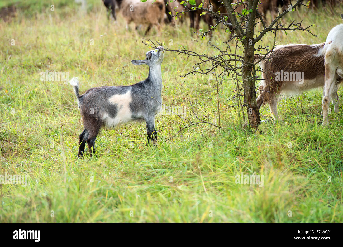 Piccole capre e pecore al pascolo Foto Stock