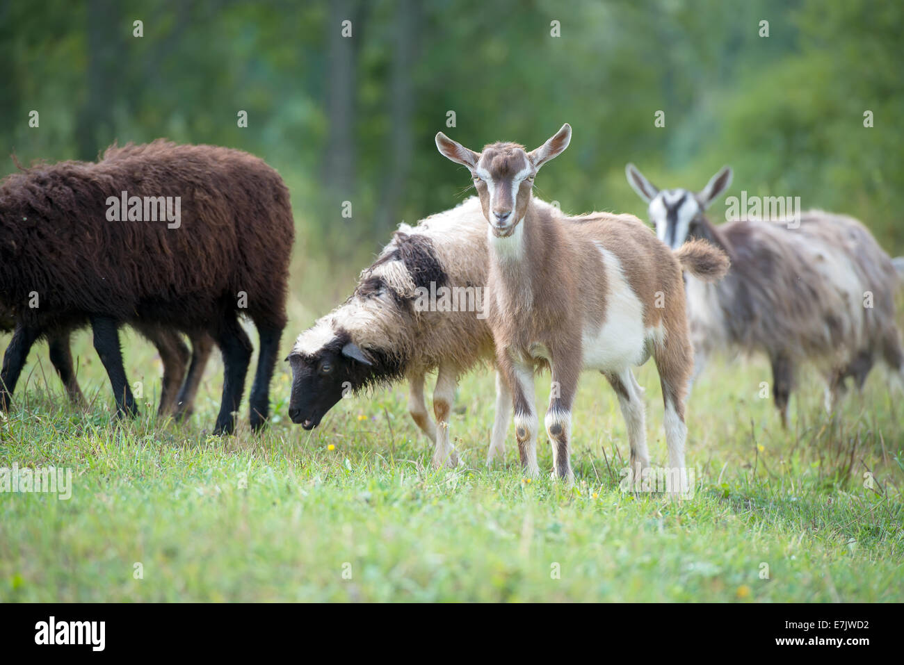 Piccole capre e pecore al pascolo Foto Stock