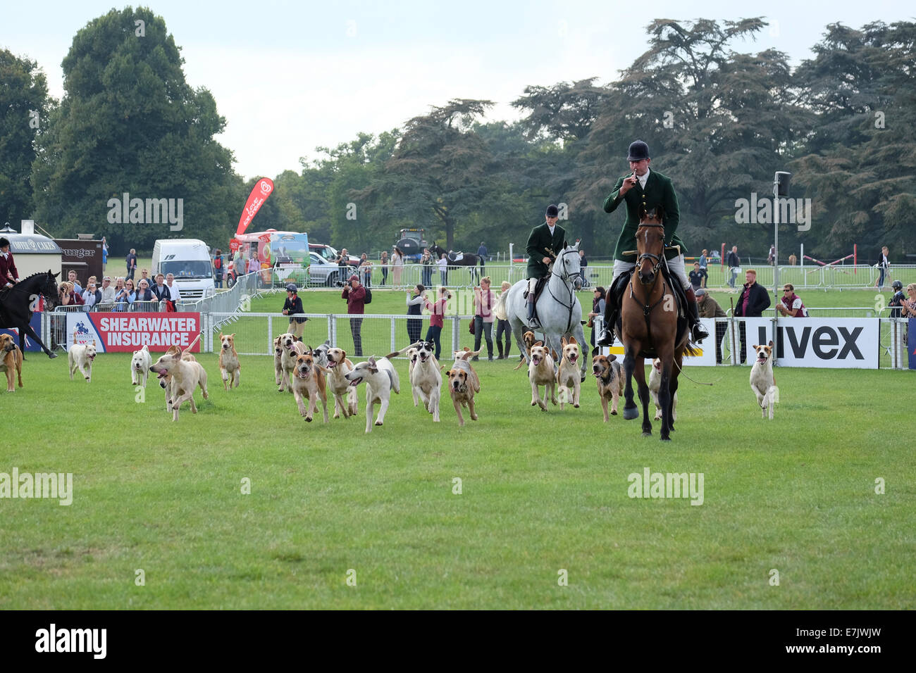 Cacciatori e pack di segugi a Blenheim International Horse Trials 2014 Foto Stock