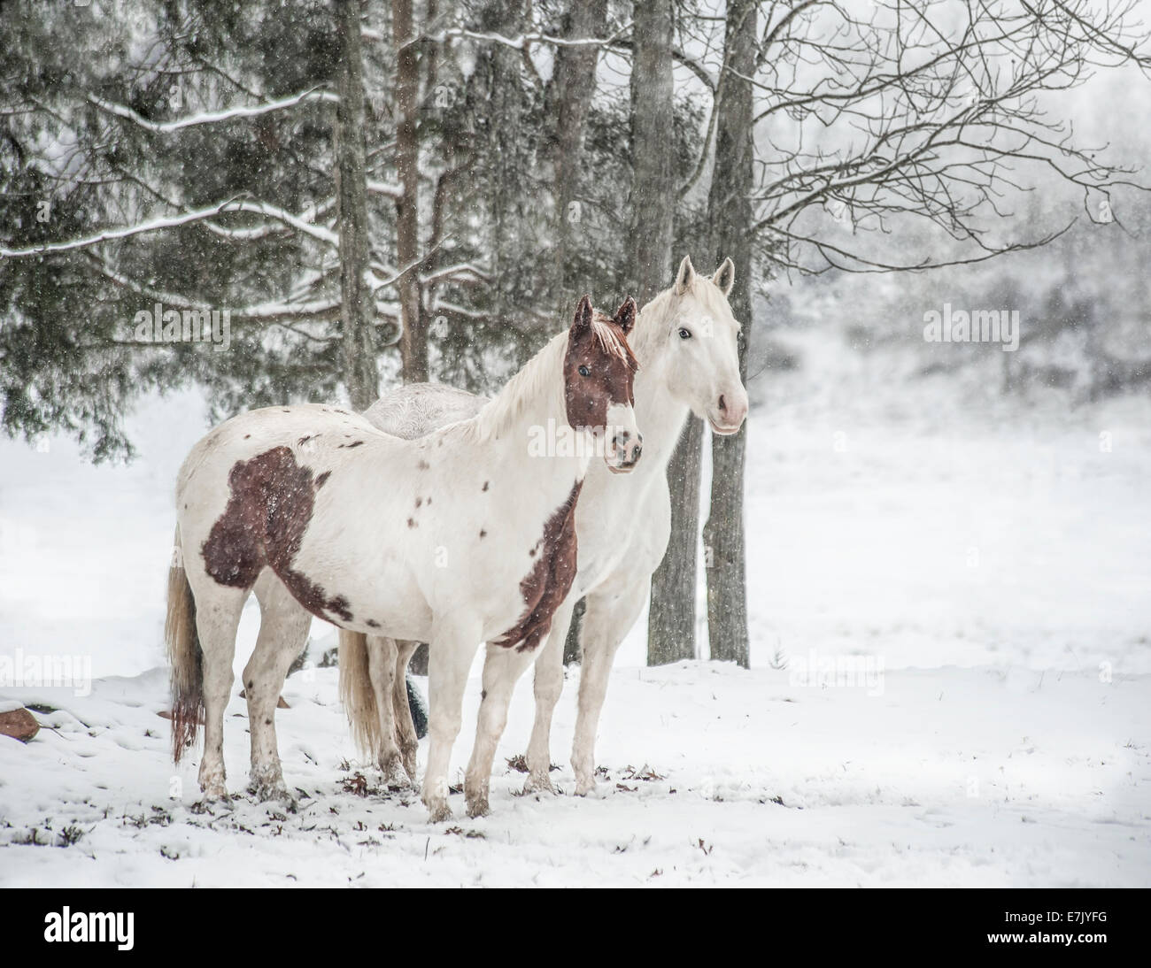 Coppia di cavalli nella neve Foto Stock