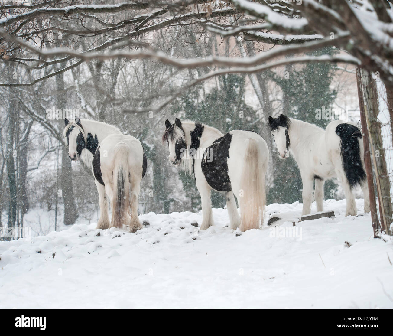 Gypsy Vanner cavalli nella tempesta di neve Foto Stock