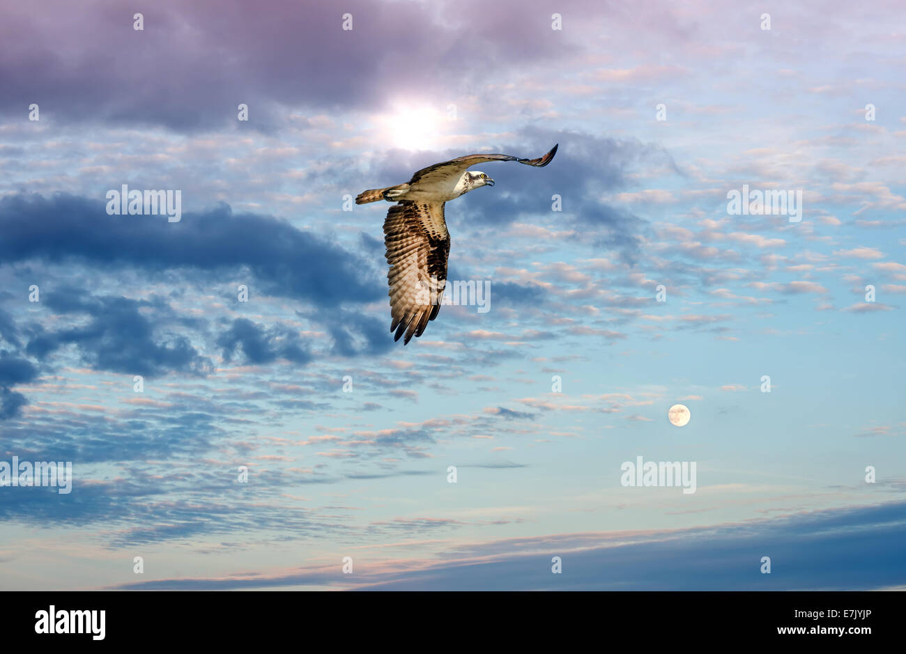Osprey volare tra le nuvole con nuvole e sole Foto Stock