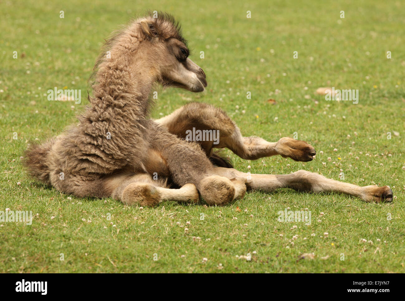 Close up di un giovane Bactrian Camel Foto Stock