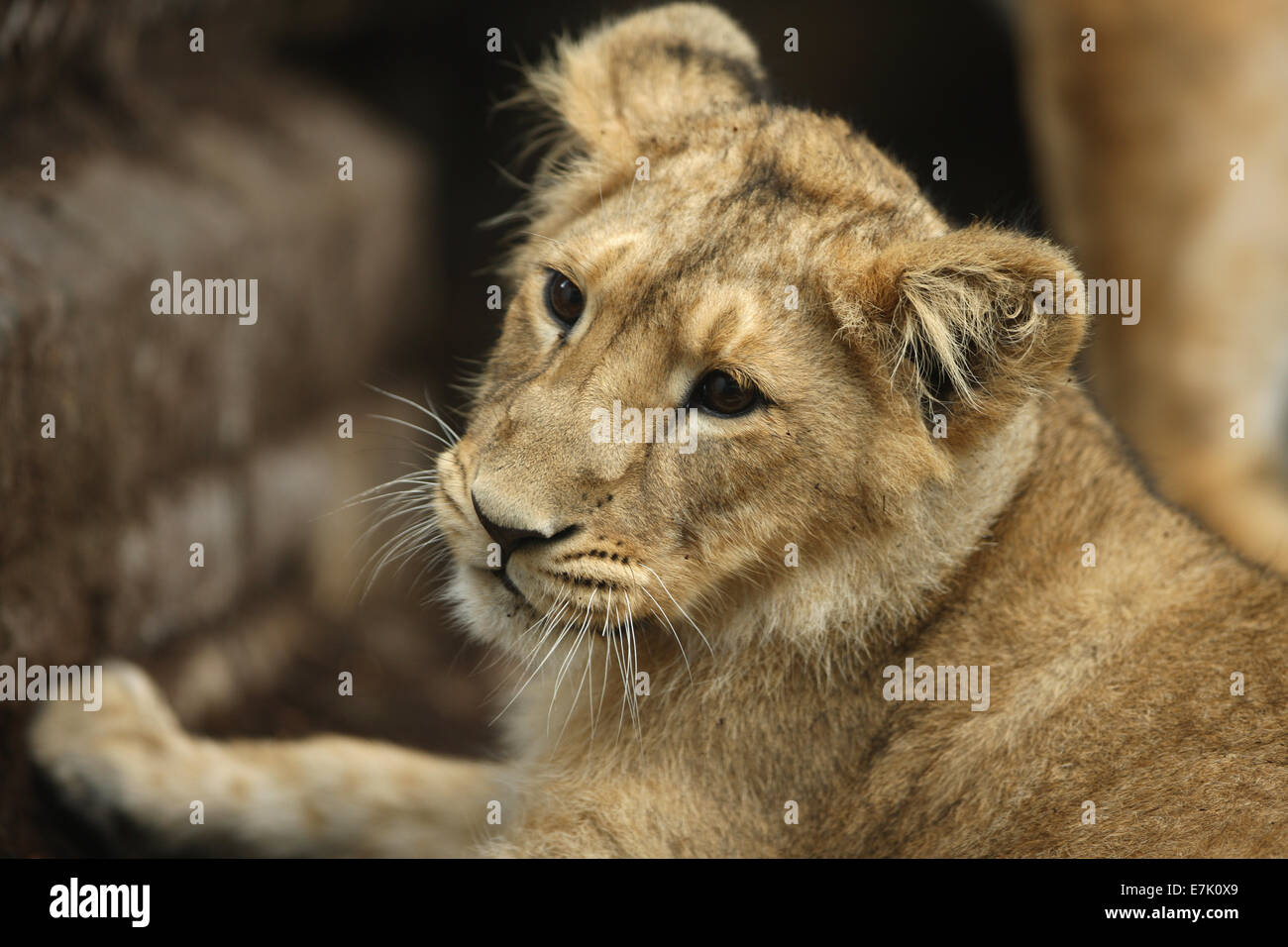 Ritratto di un asiatico Lion Cub Foto Stock