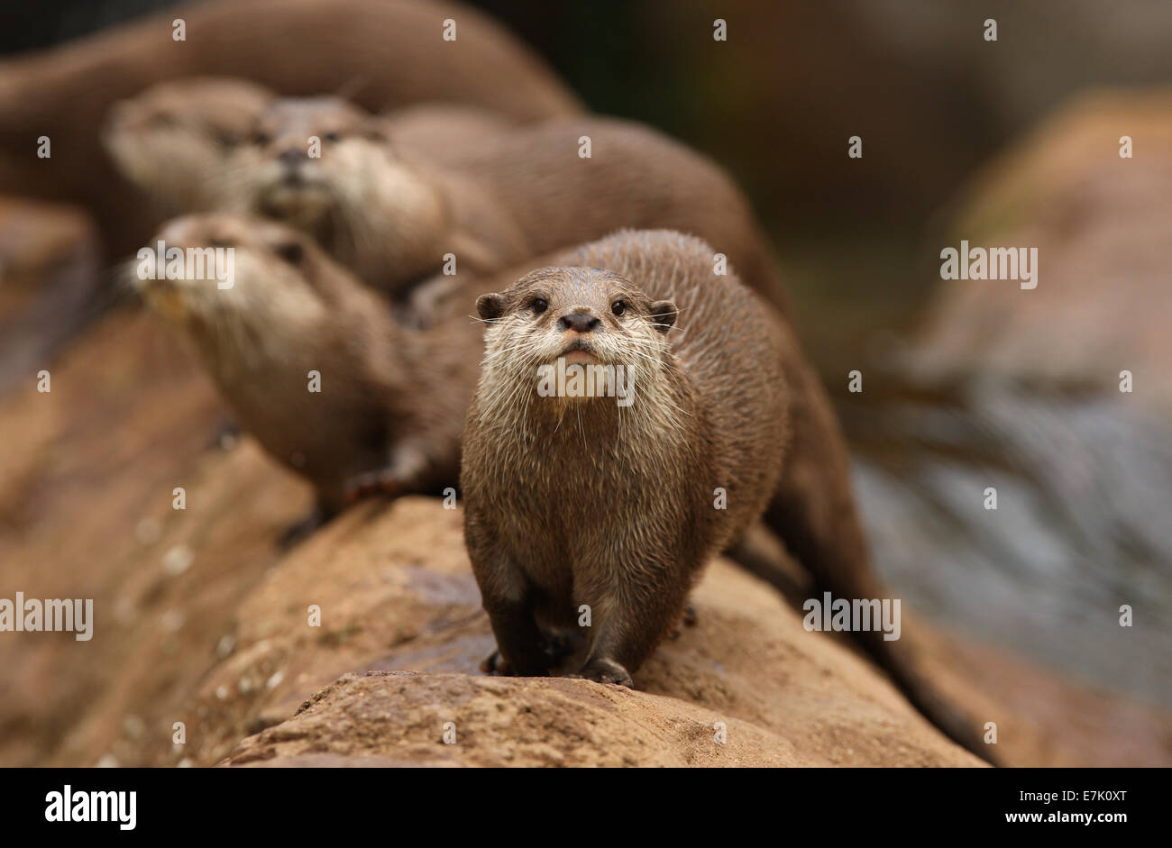 Un gruppo di Oriental Short-Clawed lontre Foto Stock