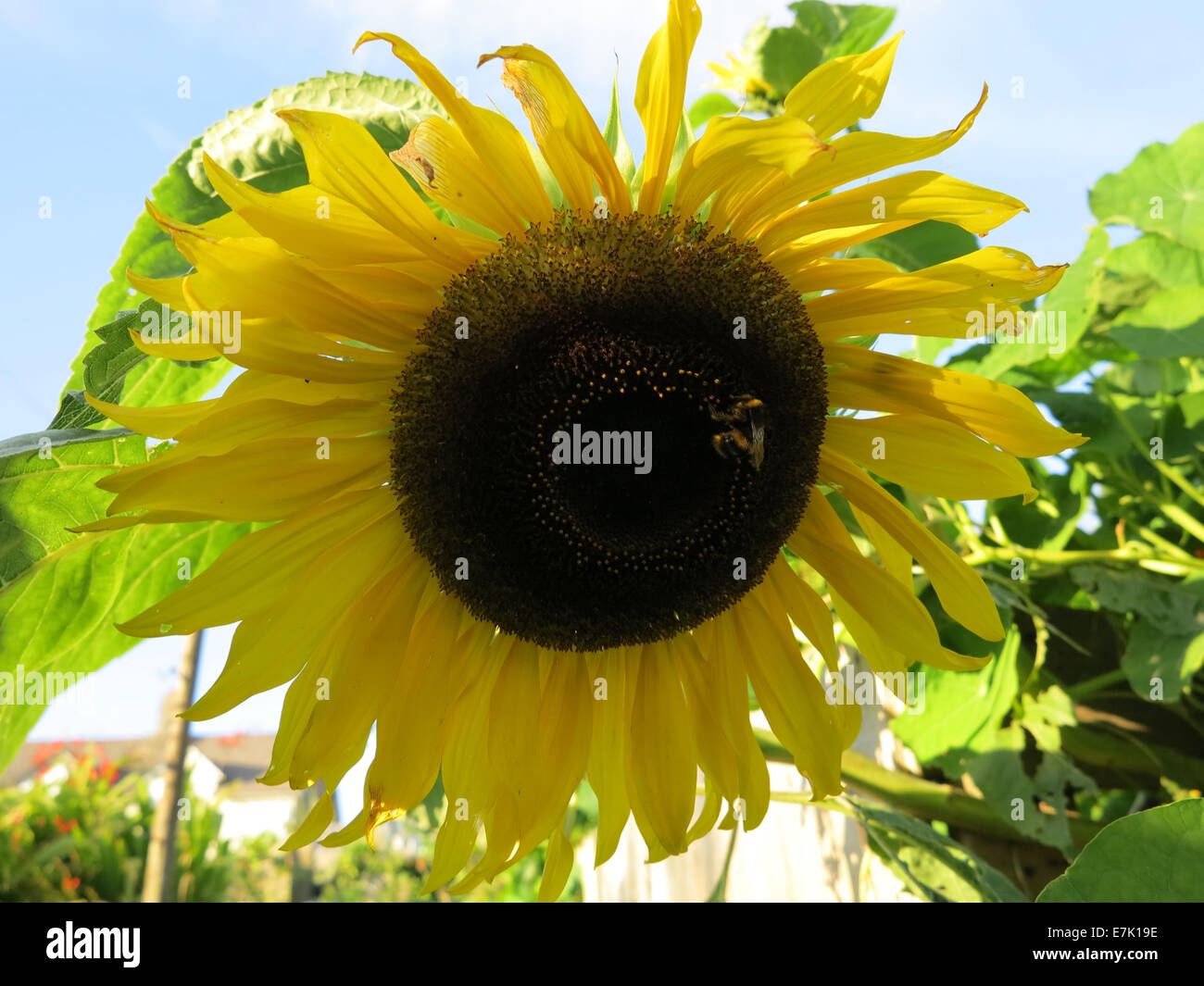 Sun Flower & bee Foto Stock