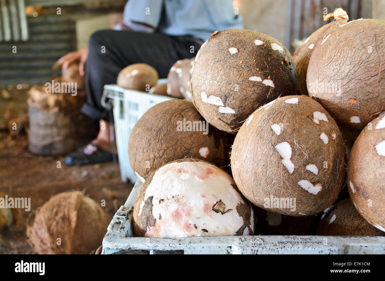 Elaborazione di cocco prodotti agricoli degli agricoltori in Thailandia. Foto Stock