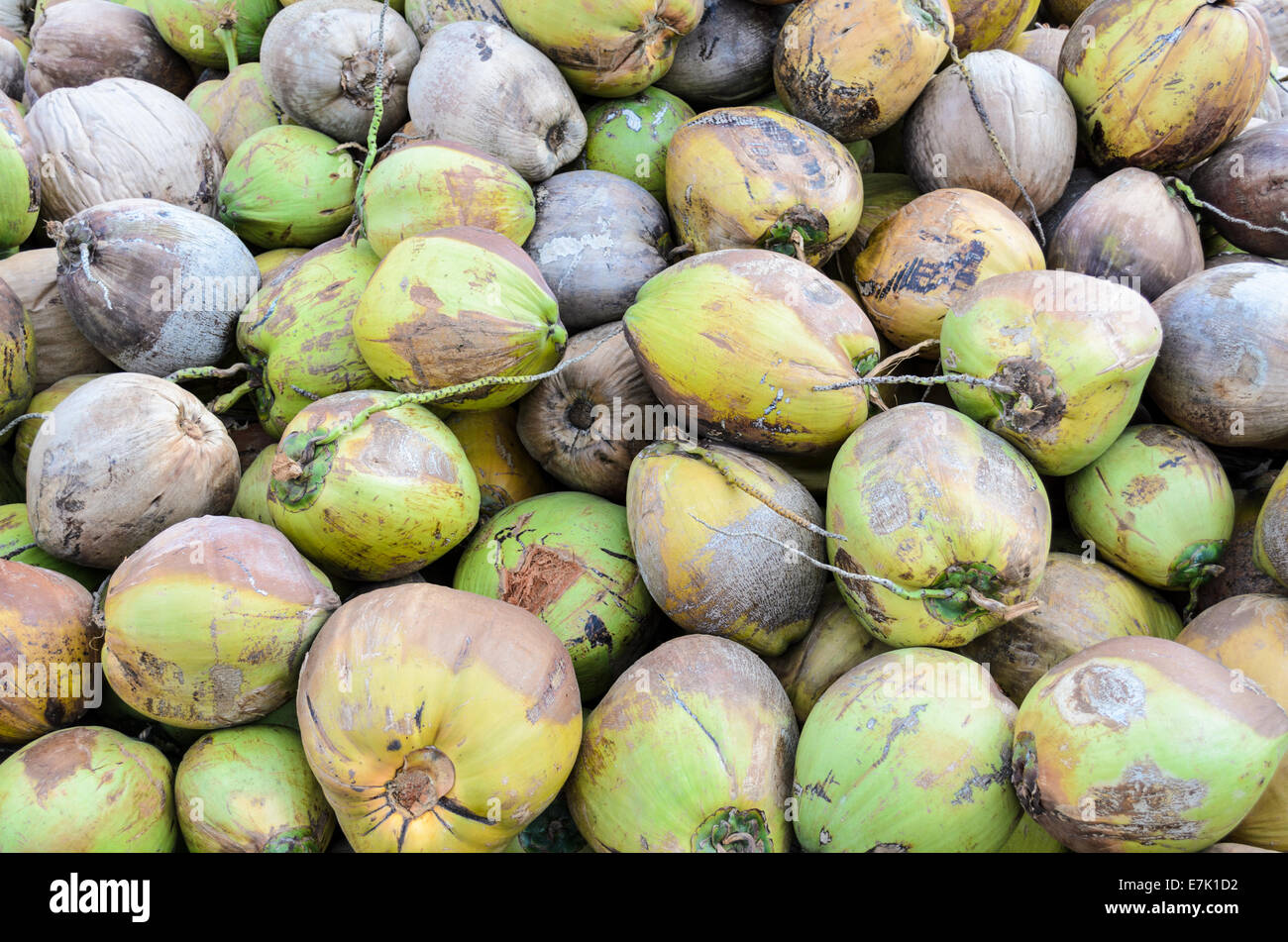 Pila di noci di cocco sul terreno inThailand Foto Stock