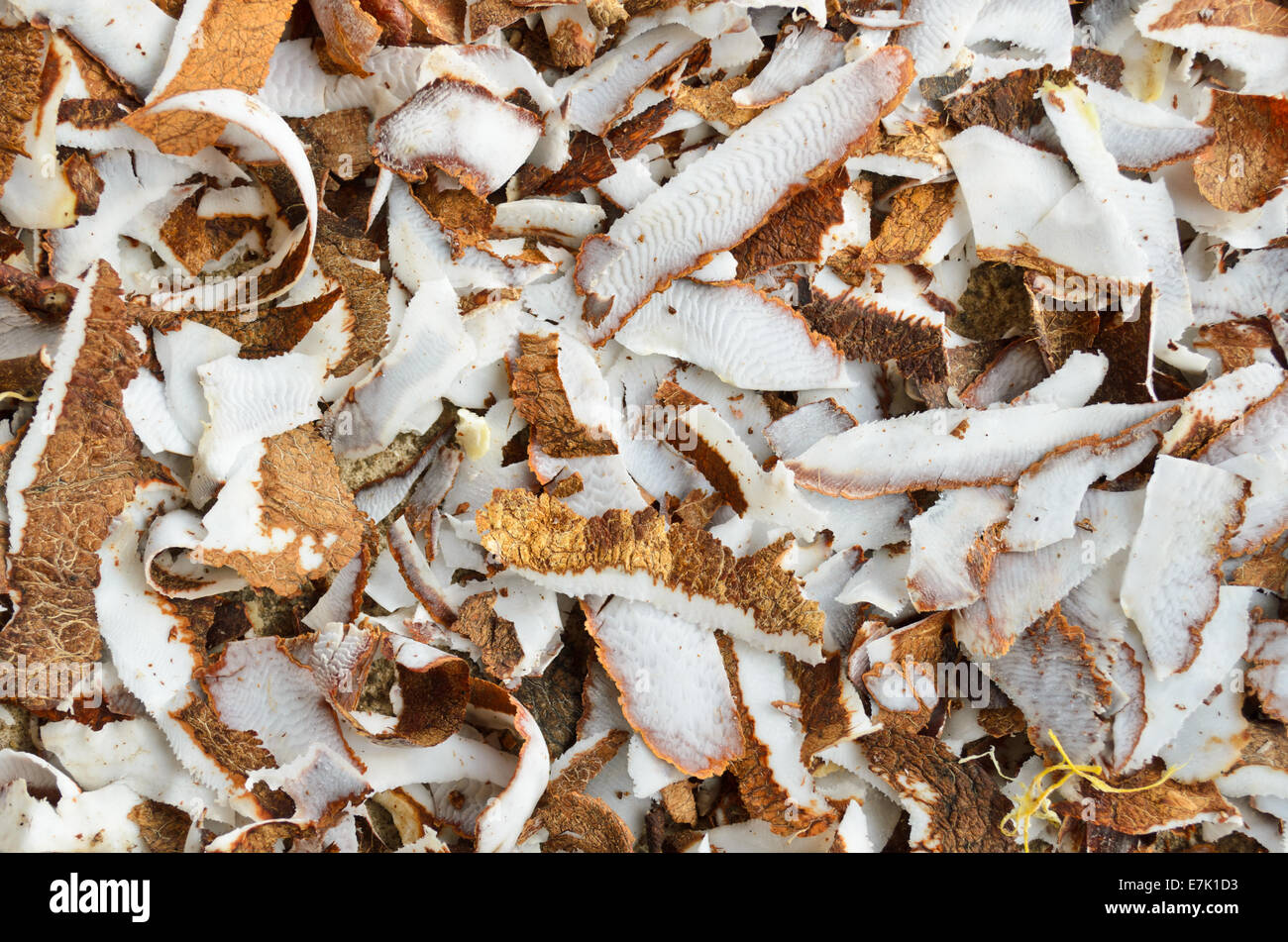 Superficie della noce di cocco. Materiali utilizzati per la produzione di olio. Foto Stock