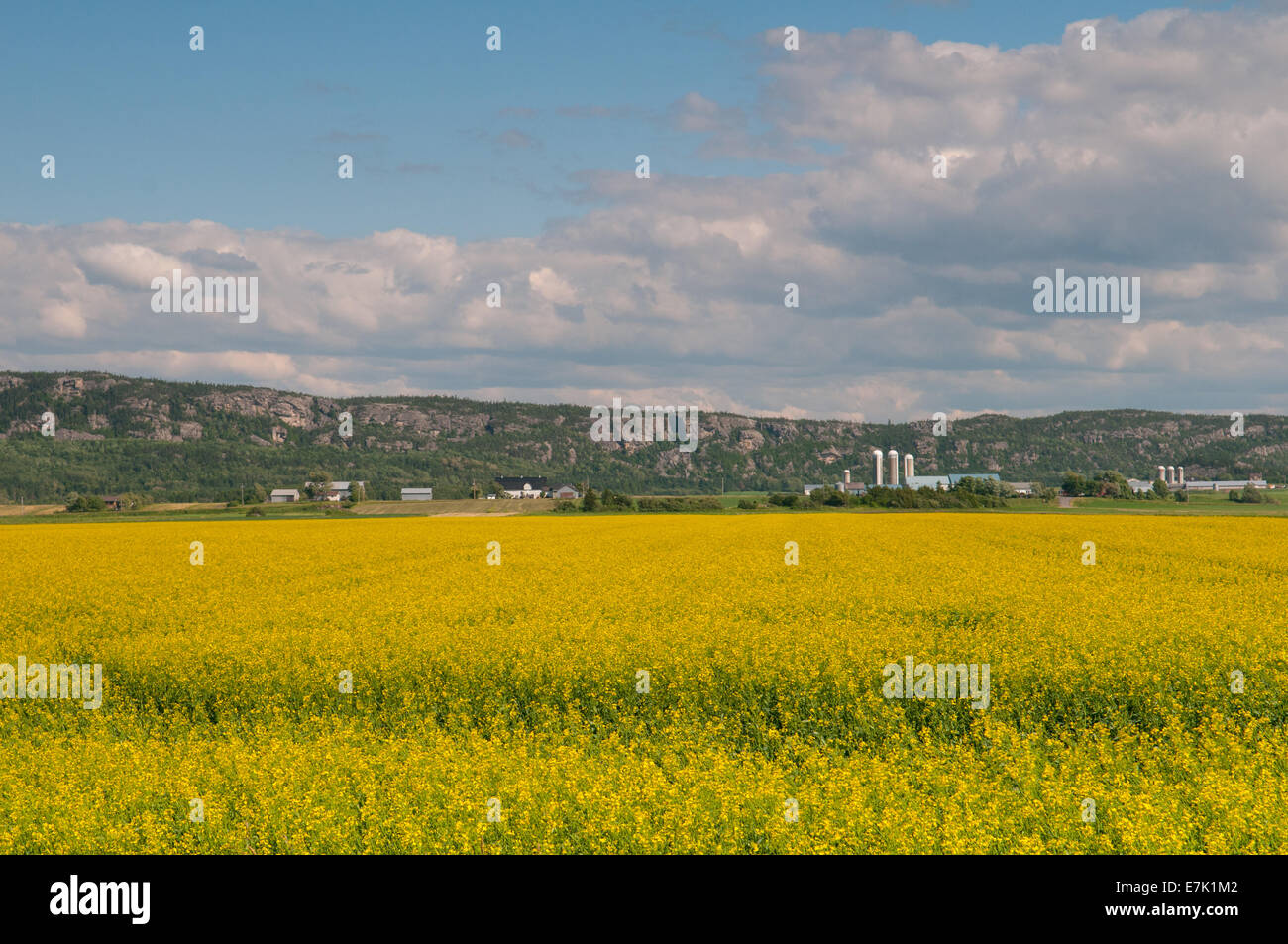 Campi di senape in prossimità di Kamouraska Bas Saint-Laurent Quebec Foto Stock