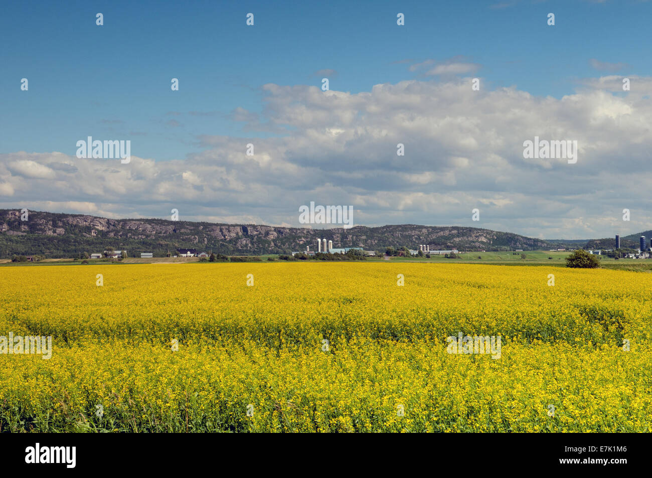 Campi di senape in prossimità di Kamouraska Bas Saint-Laurent Quebec Foto Stock