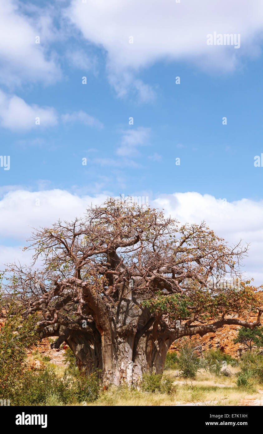 Monkey-albero del pane, Mapungubwe National Park, Sud Africa, Adansonia digitata Foto Stock