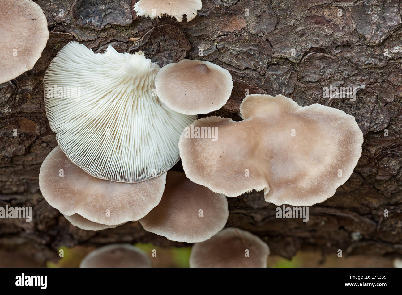 Italian funghi Oyster Foto Stock