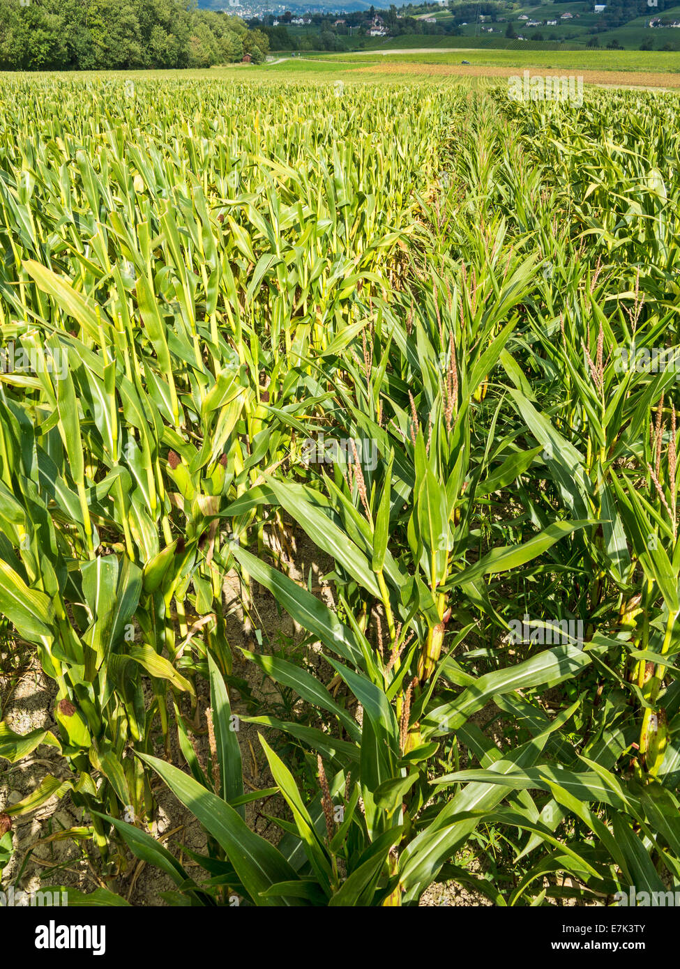 Sementi di produzione di mais. A sinistra sono le righe di sementi di piante di produzione, a destra quelli con fiori sulla sinistra per il polline. Foto Stock