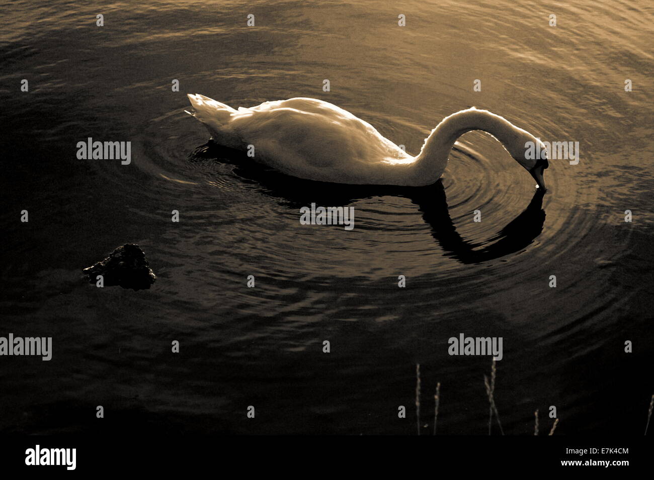 Swan e ripple di acqua Foto Stock