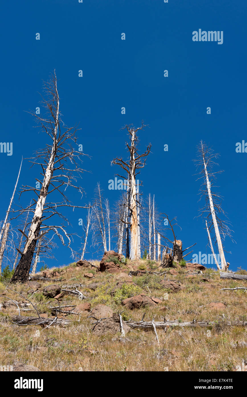 Alberi abbattuti in un incendio di foresta nel Wallowa Mountains, Oregon. Foto Stock