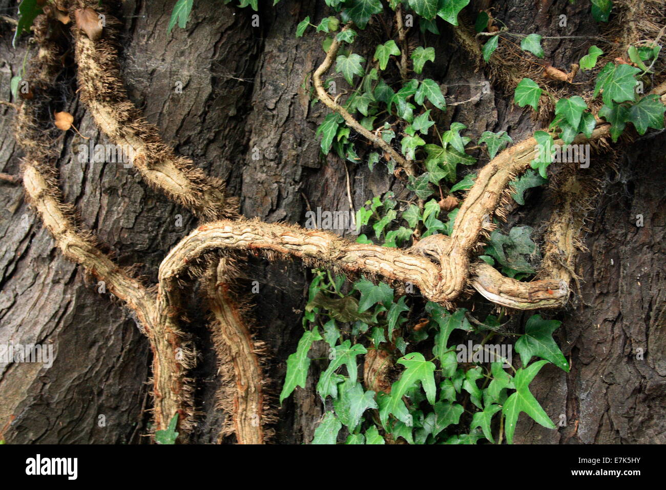 Intrecciano dalla natura un albero avvolto con le proprie radici Foto Stock
