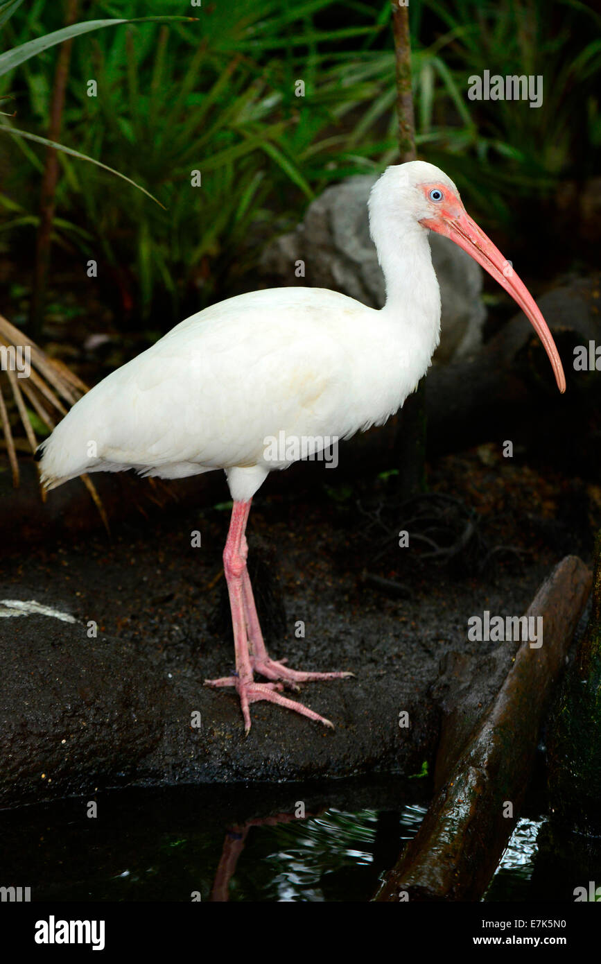 Ibis bianco al Florida Aquarium Tampa FL US Foto Stock