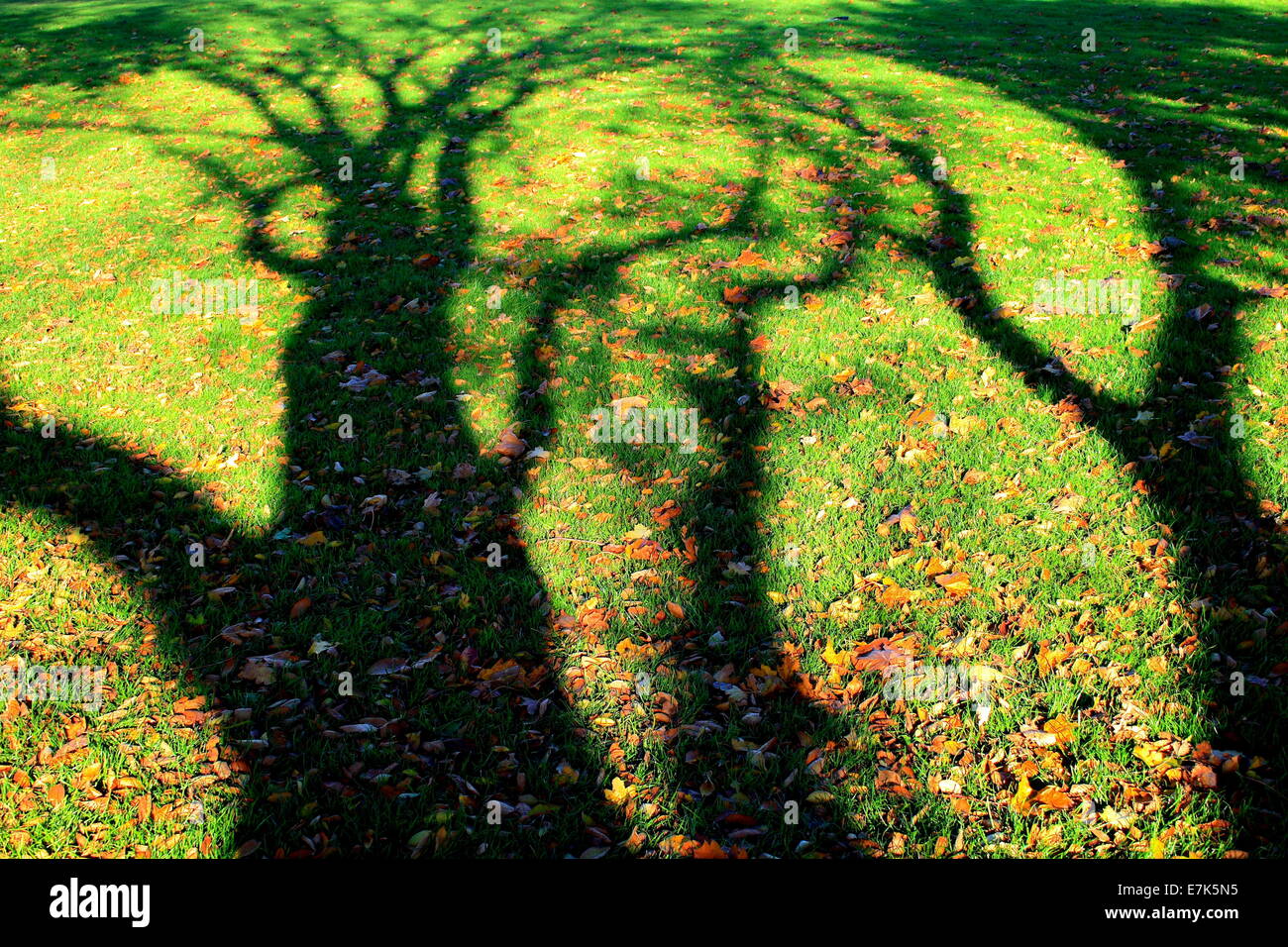 Ultimi scampoli di foglie di autunno e albero nudo ombre Foto Stock