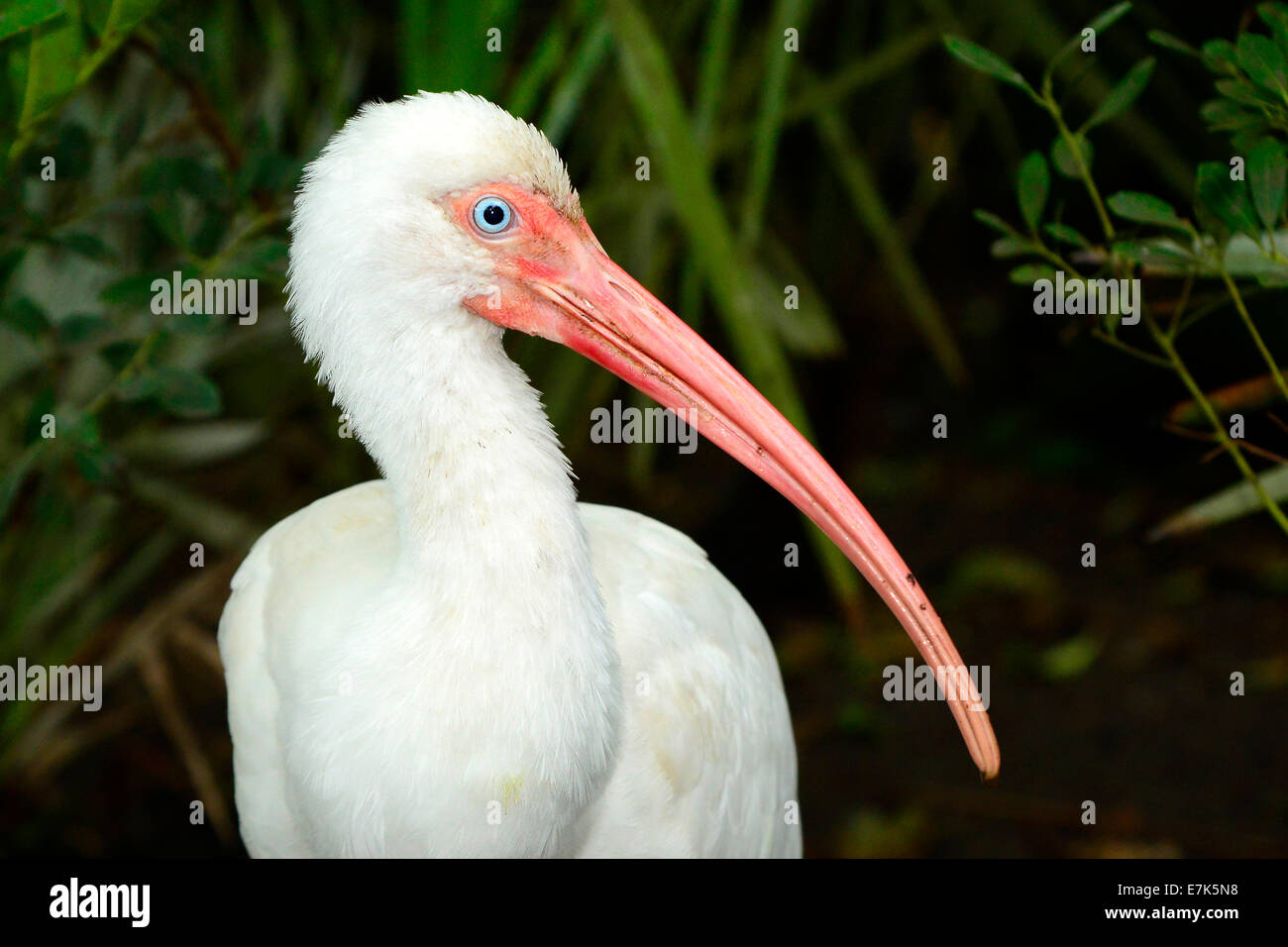 Ibis bianco al Florida Aquarium Tampa FL US Foto Stock