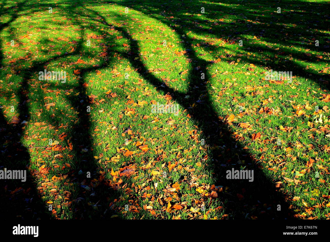 Ultimi scampoli di foglie di autunno e albero nudo ombre Foto Stock
