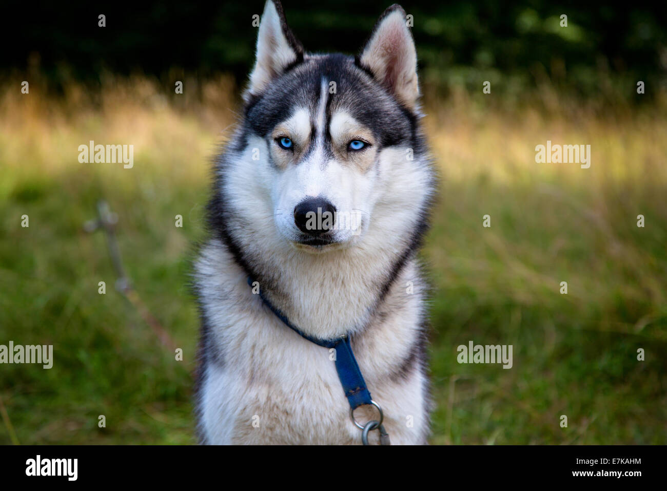 Ritratto di husky con gli occhi blu Foto Stock