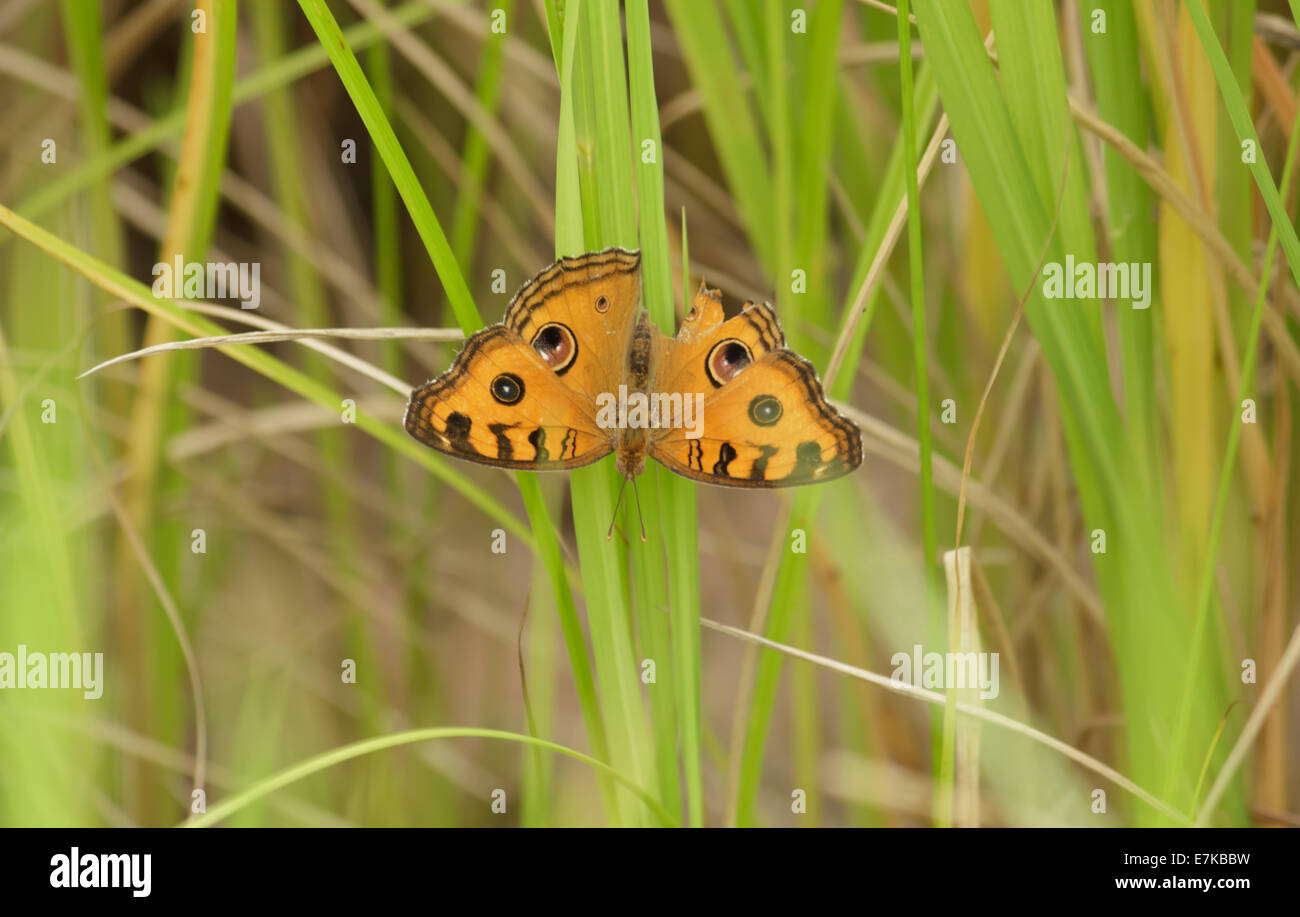 Giallo farfalla Foto Stock