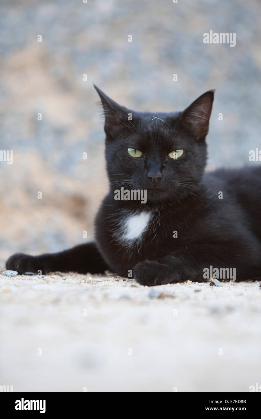 Gatto nero riproduzione di gatti gattino Foto Stock