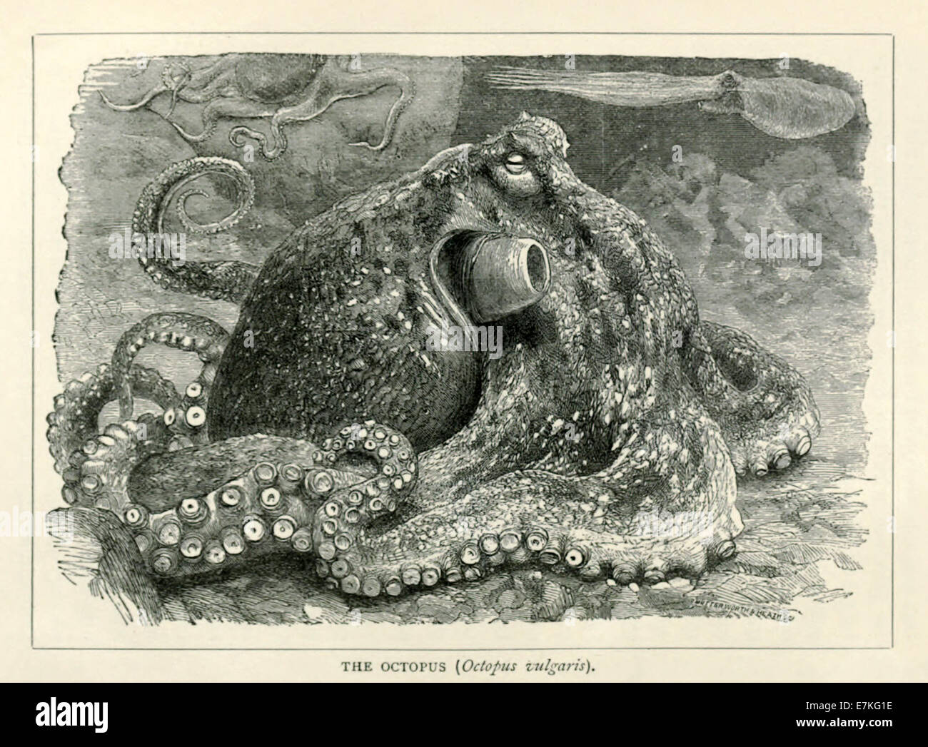 Il Polpo (Octopus vulgaris) illustrazione Vittoriano. Vedere la descrizione per maggiori informazioni. Foto Stock