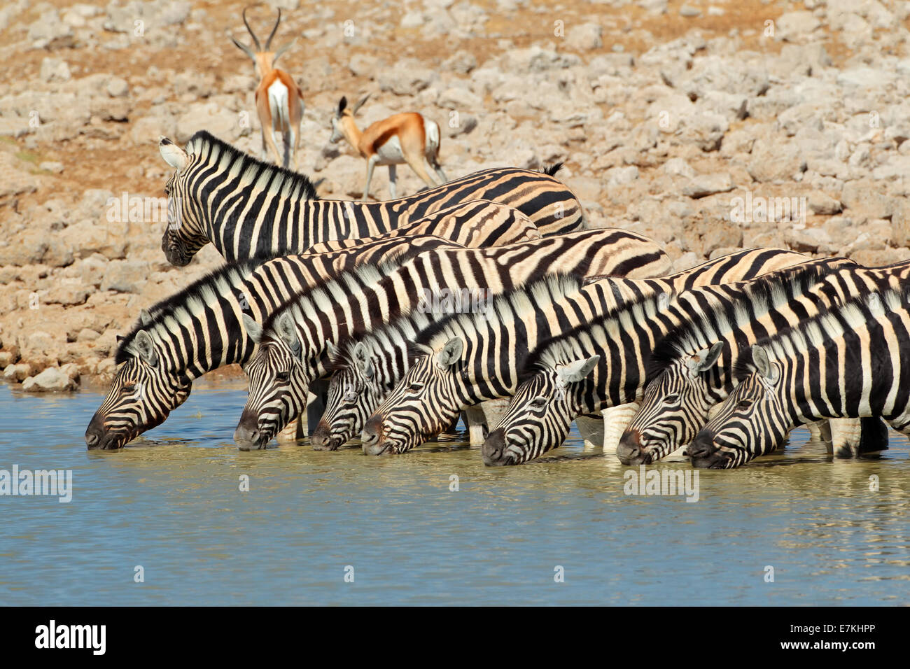 Pianure (Burchells) zebre (Equus burchelli) acqua potabile, il Parco Nazionale di Etosha, Namibia Foto Stock