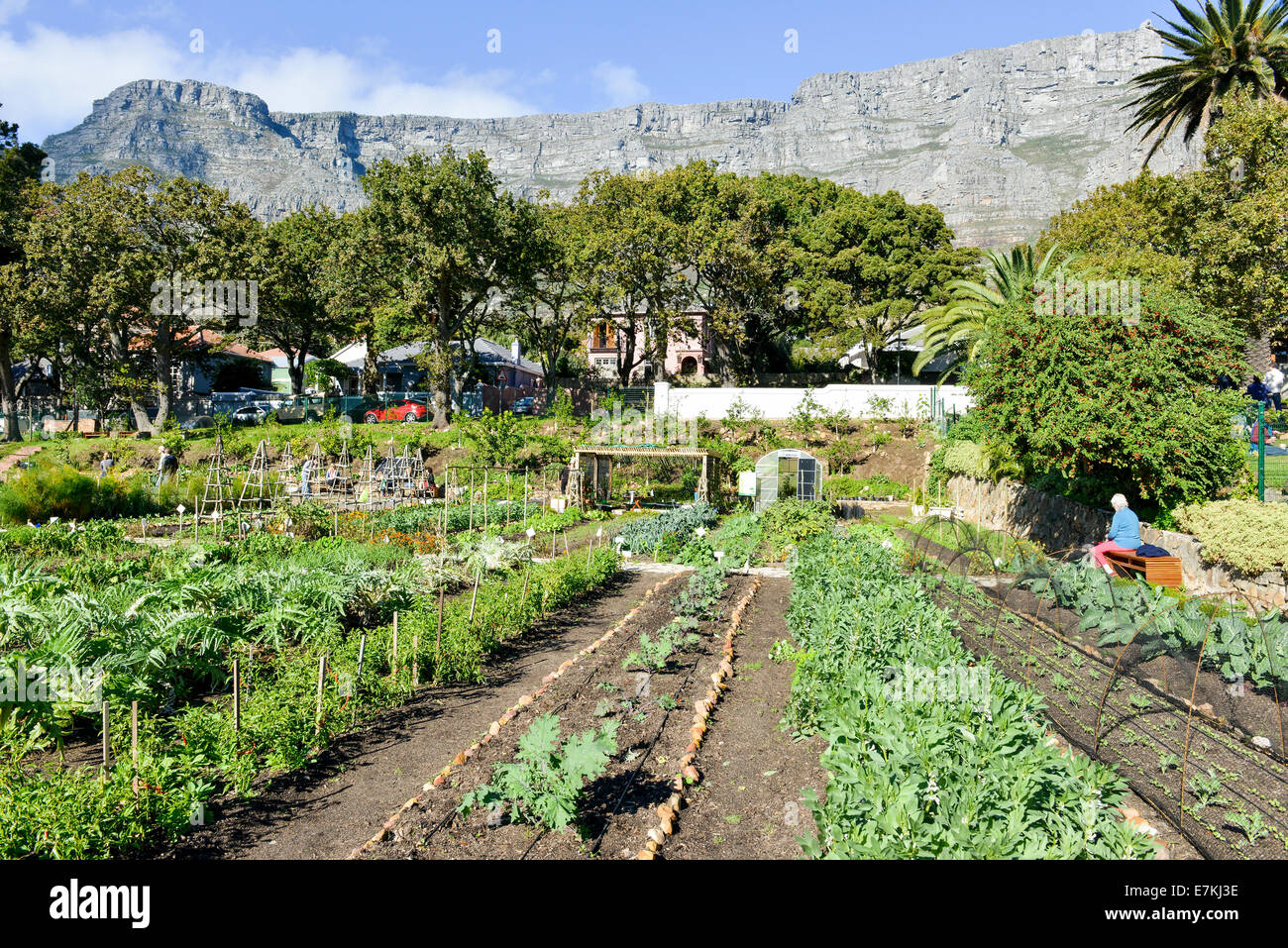 Oranjezicht Città Farm Città del Capo Sud Africa uno dei più famosi mercati contadini in città. La Montagna della Tavola nella parte posteriore Foto Stock