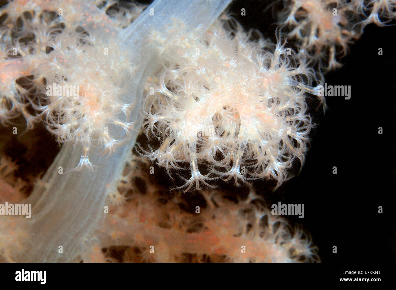 Soft Coral (Gersemia cubformis) Mare Bianco, Carelia, artiche, Federazione russa Foto Stock