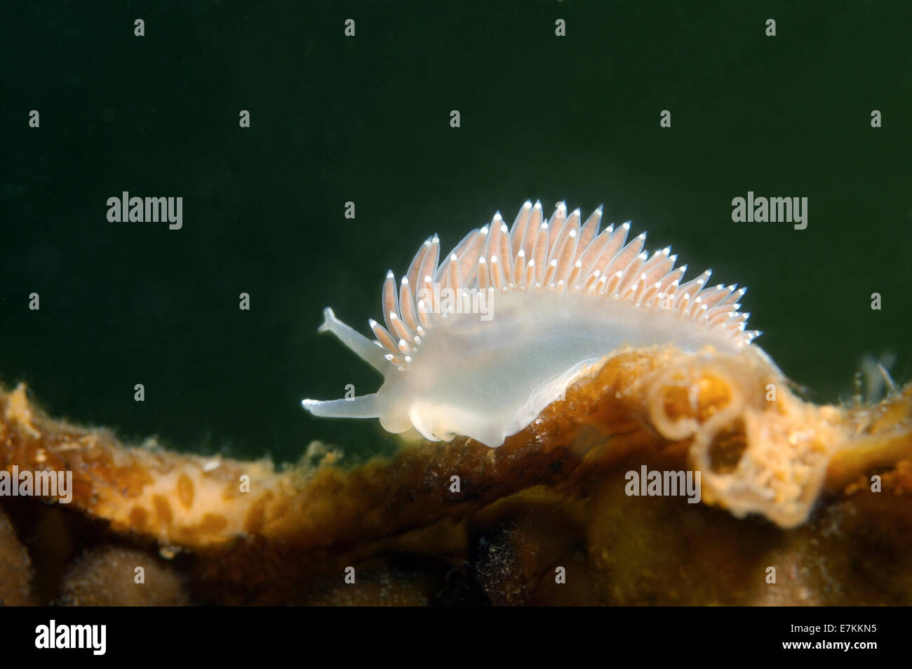 Sea slug o nudibranch rosso-dito Aeolis (Flabellina verrucosa) Mare Bianco, Carelia, artiche, Federazione russa Foto Stock