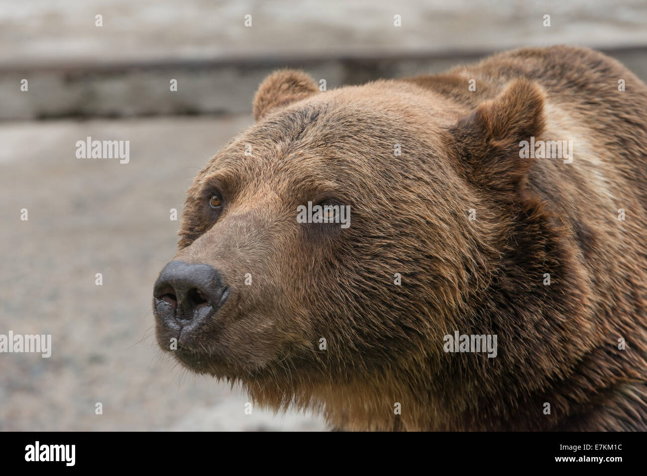 Un orso bruno chiusa in una gabbia allo zoo Foto Stock