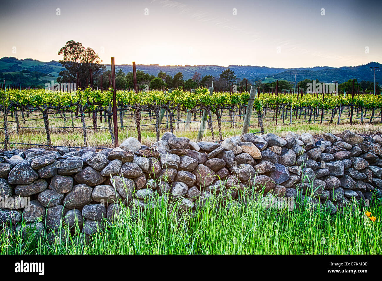 Tramonto sui vigneti della California Wine Country. Sonoma County, California Foto Stock