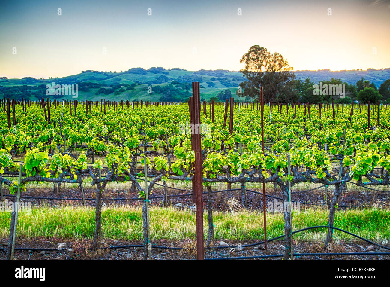 Tramonto sui vigneti della California Wine Country. Sonoma County, California Foto Stock