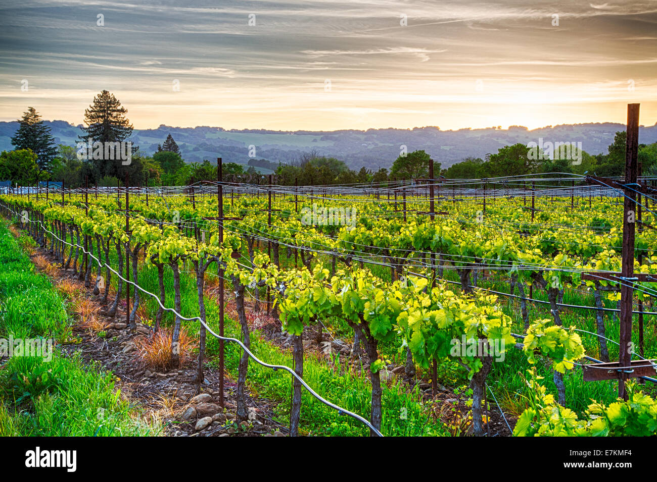 Tramonto sui vigneti della California Wine Country. Sonoma County, California Foto Stock