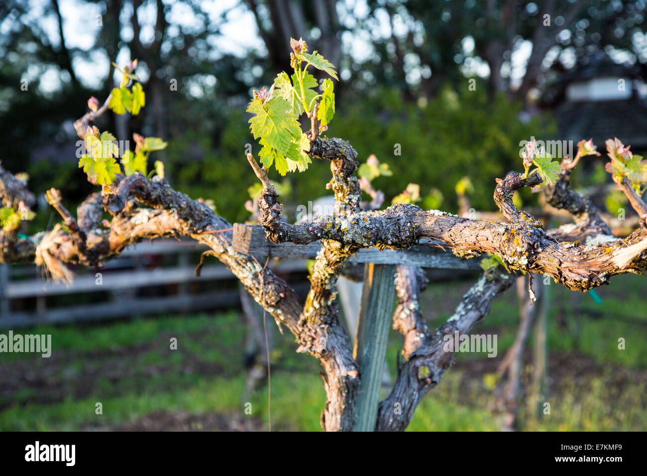 I vitigni in tarda serata sun. A Sonoma paese, California Foto Stock