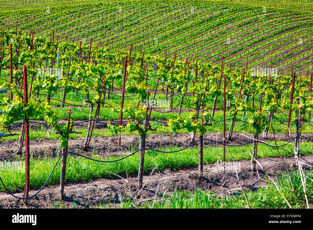 Colline coperte con filari di vigne nei vigneti della California Wine Country. Foto Stock