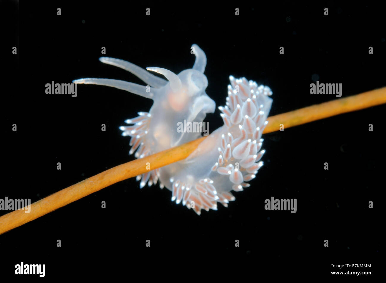 Sea slug o nudibranch rosso-dito Aeolis (Flabellina verrucosa) Mare Bianco, Carelia, artiche, Federazione russa Foto Stock