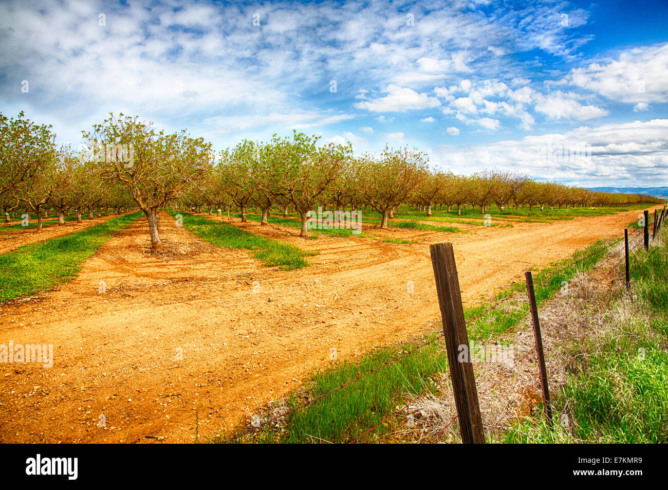 Il dado uliveti situati sul lato della strada in California la Valle Centrale. Foto Stock