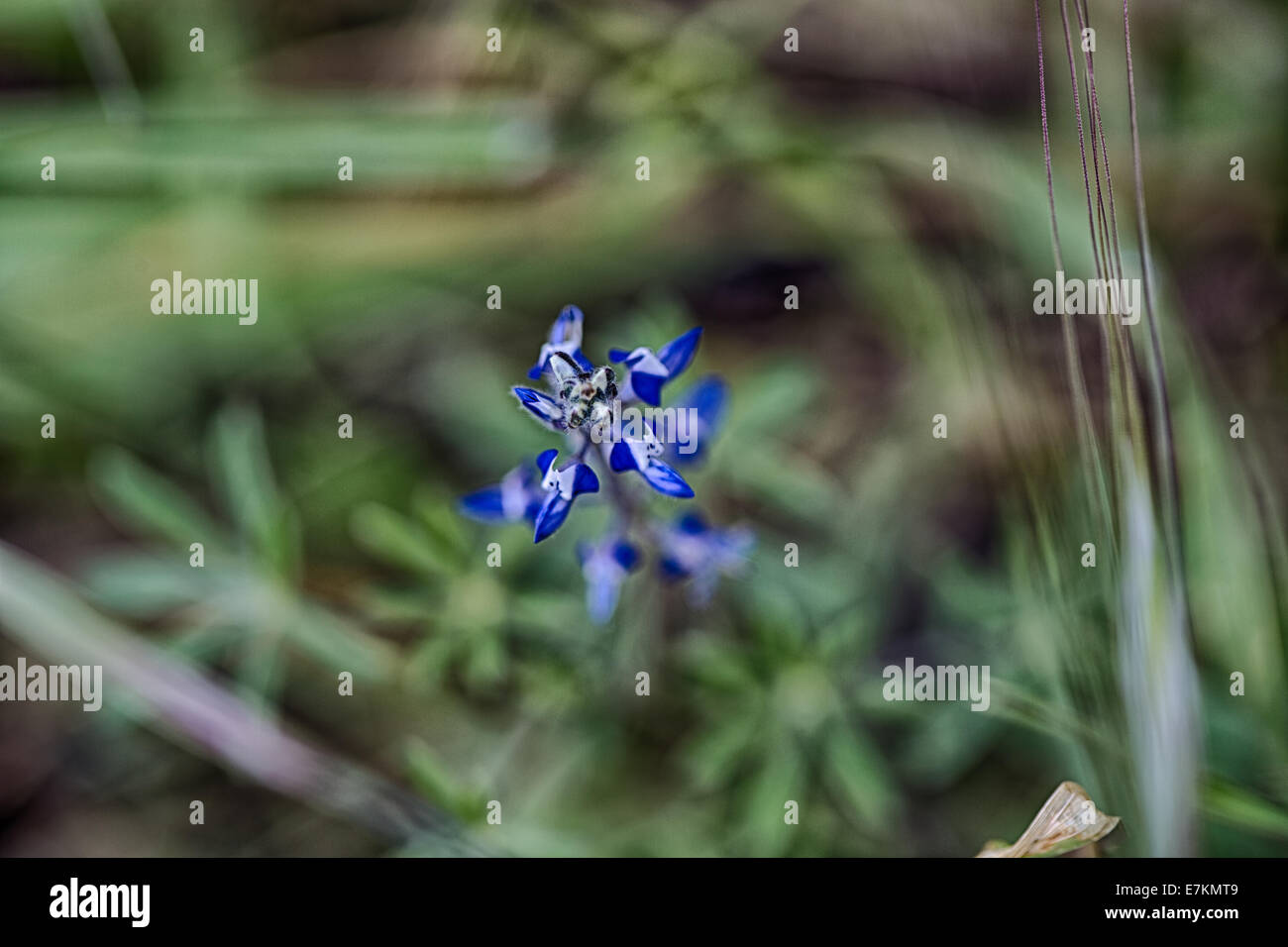 Un lupino azzurro fiorisce in primavera. California Foto Stock