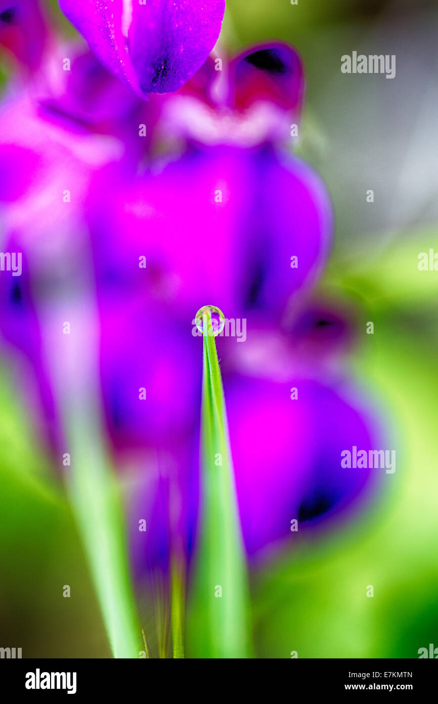 Ripresa macro di una goccia di rugiada su un blad di erba con un viola dietro di fiori selvaggi. Foto Stock